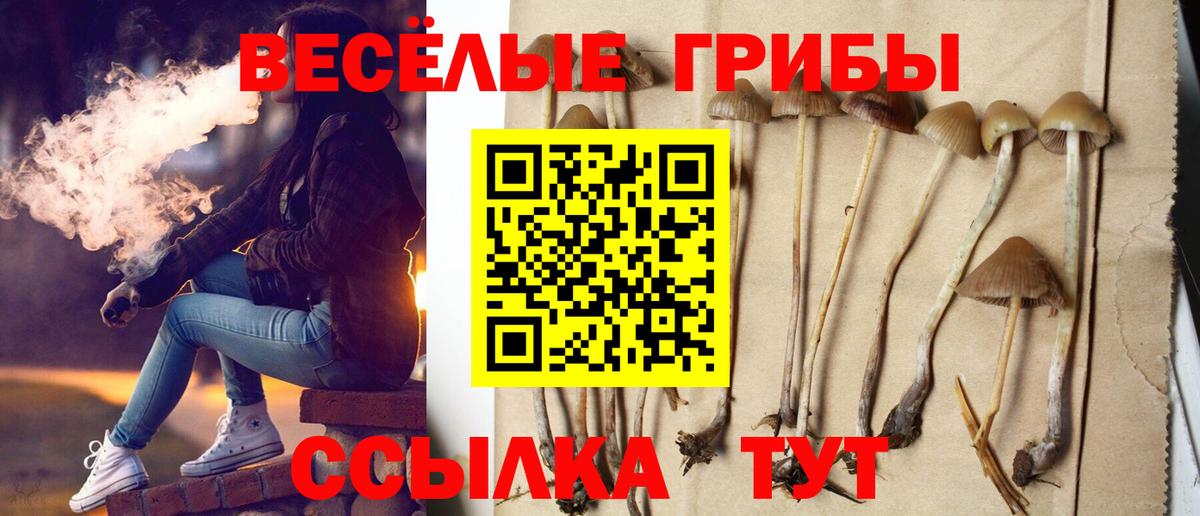 Псилоцибиновые грибы Psilocybine cubensis Муром